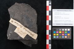 Foto (Objekt + Etikett) von Sphenopteris clentiana Ettingshausen (NHMW-GEO-2024-0188-10281)